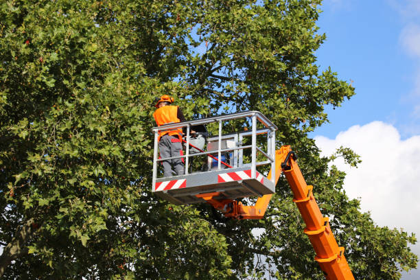 Best Emergency Storm Tree Removal  in Santa Rosa, NM